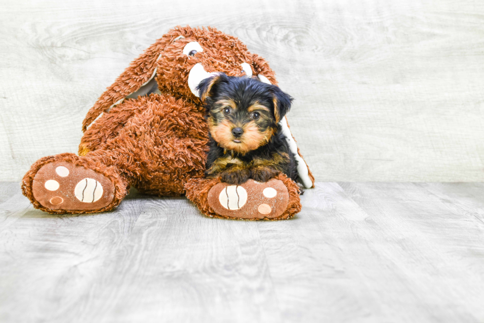 Meet Izzie - our Yorkshire Terrier Puppy Photo 