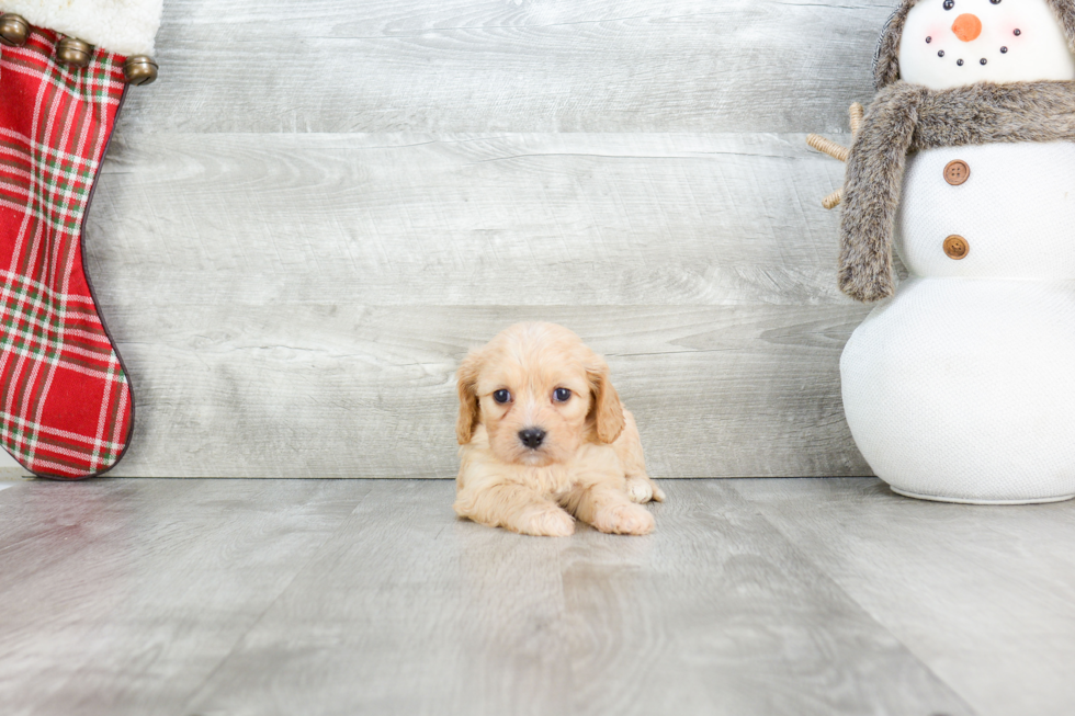 Best Cavachon Baby