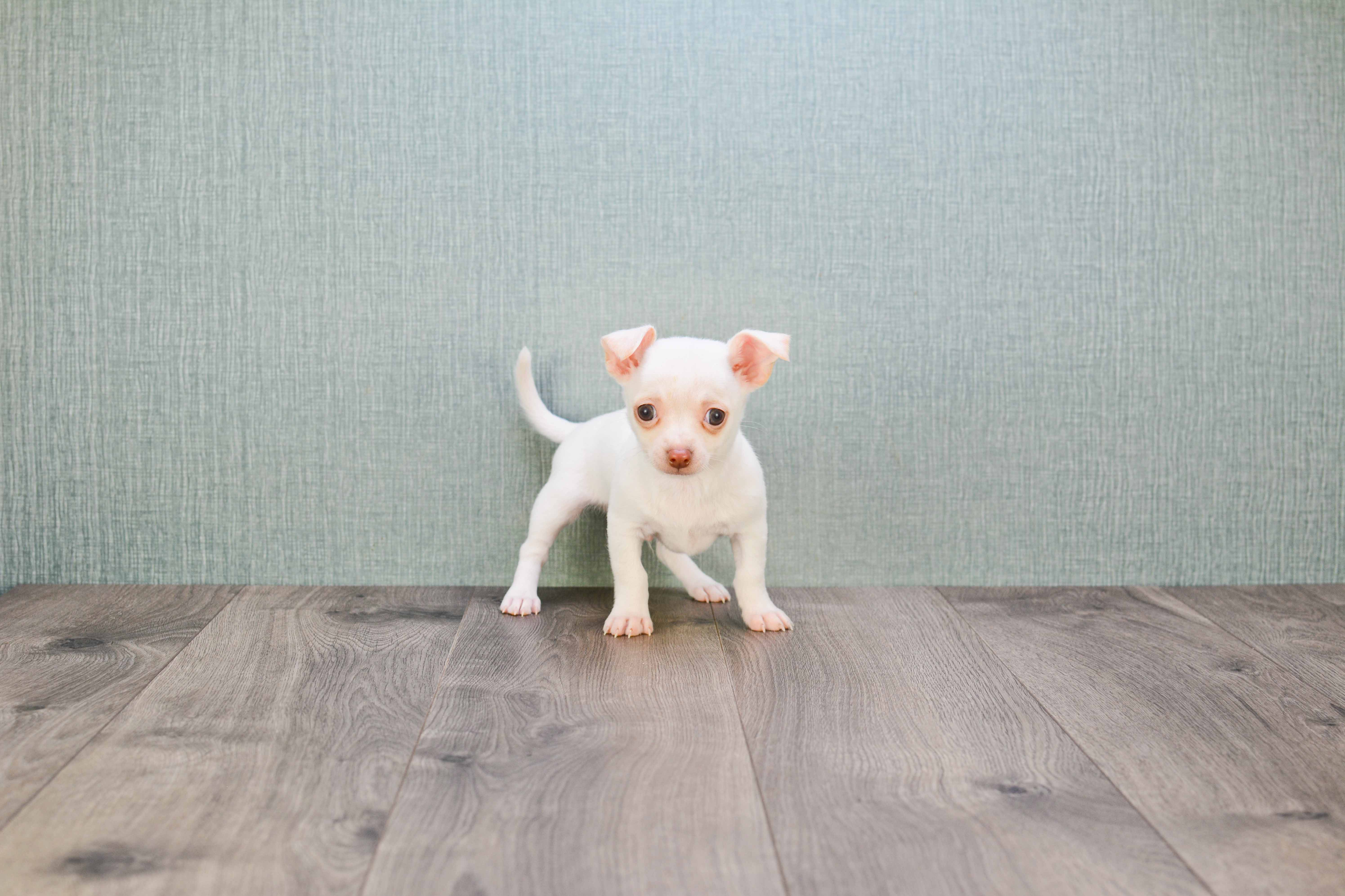 Best Chihuahua Baby