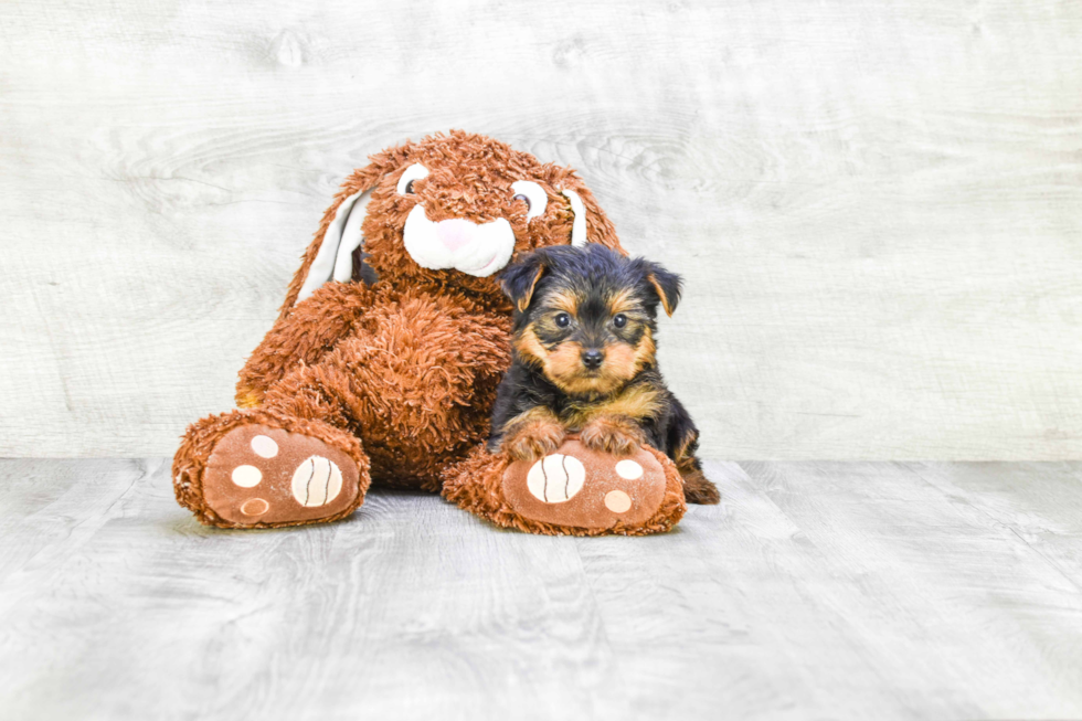 Meet Timmy - our Yorkshire Terrier Puppy Photo 