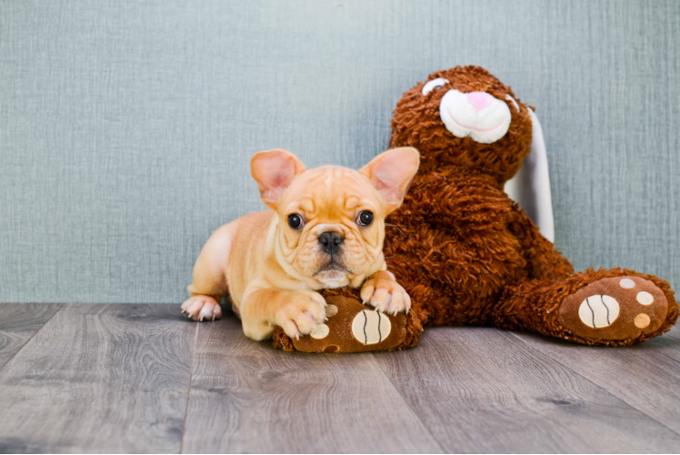 French Bulldog Pup Being Cute