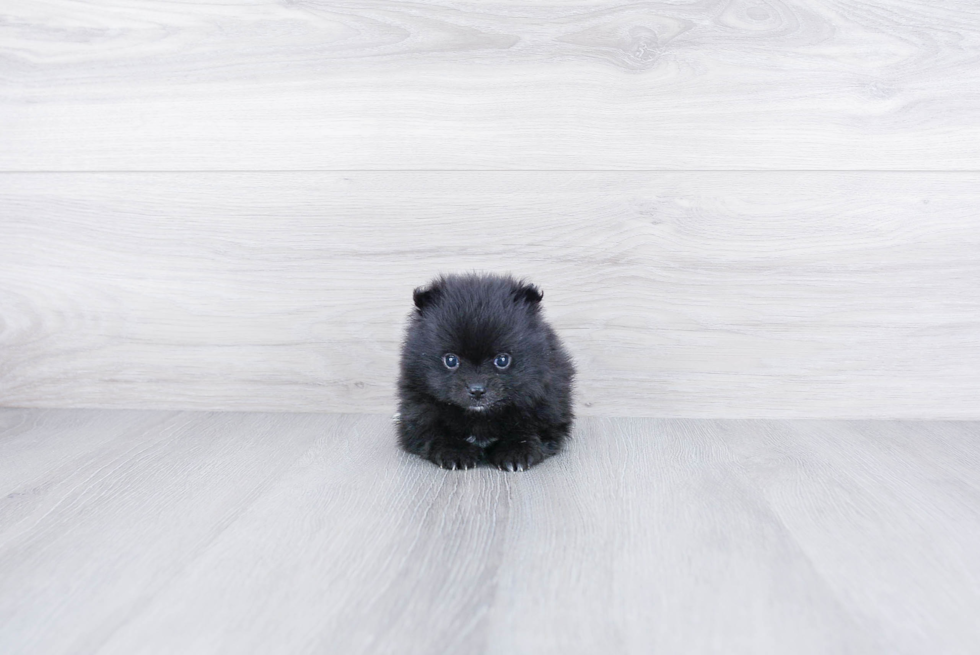Pomeranian Pup Being Cute
