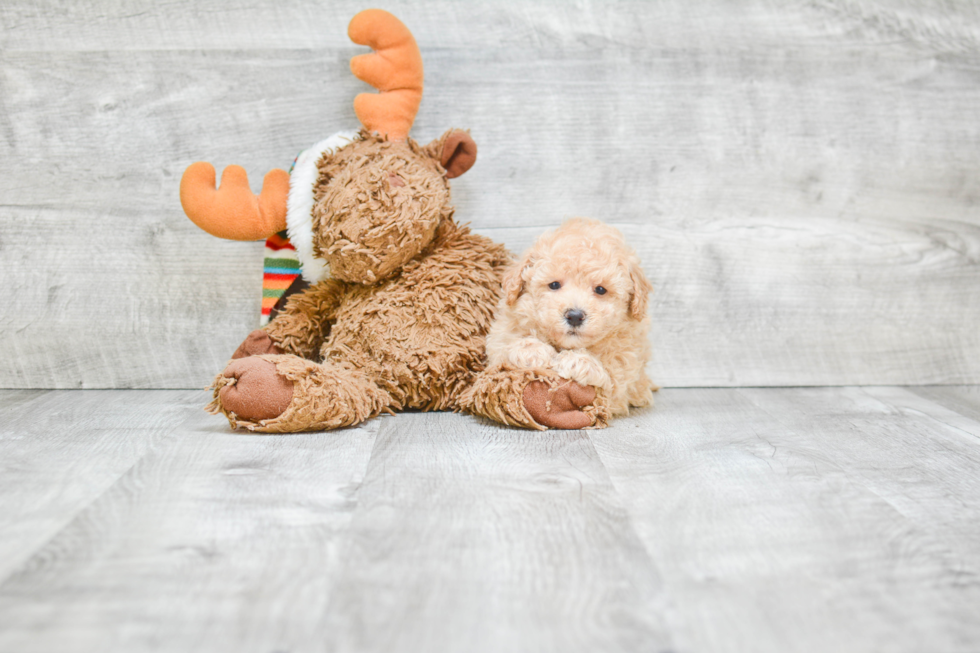 Smart Maltipoo Poodle Mix Pup