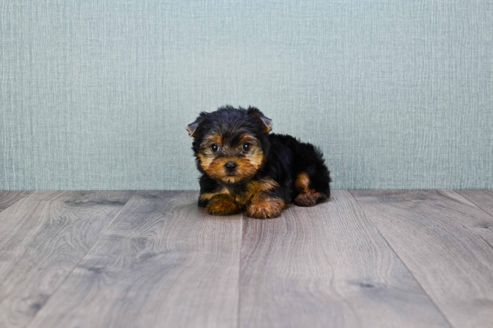 Meet Twinkle - our Yorkshire Terrier Puppy Photo 