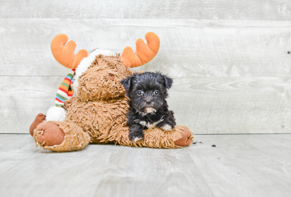 Morkie Pup Being Cute