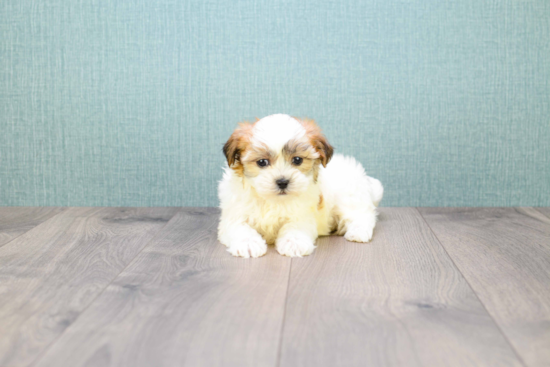 Teddy Bear Pup Being Cute