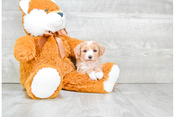 Maltipoo Pup Being Cute