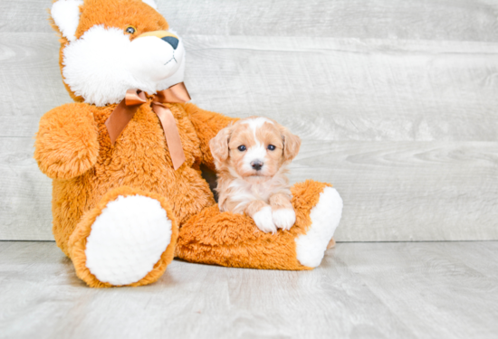 Maltipoo Pup Being Cute