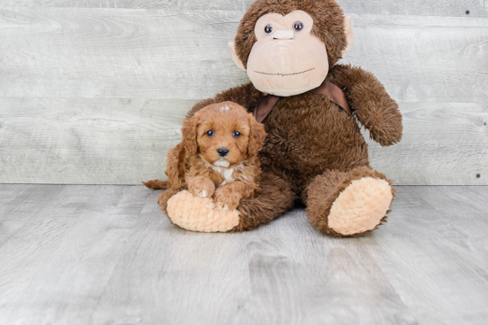 Cute Cavapoo Baby