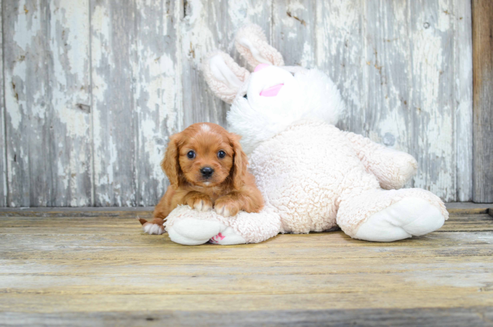 Best Cavalier King Charles Spaniel Baby