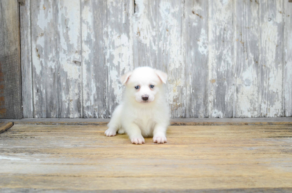 Best Pomsky Baby