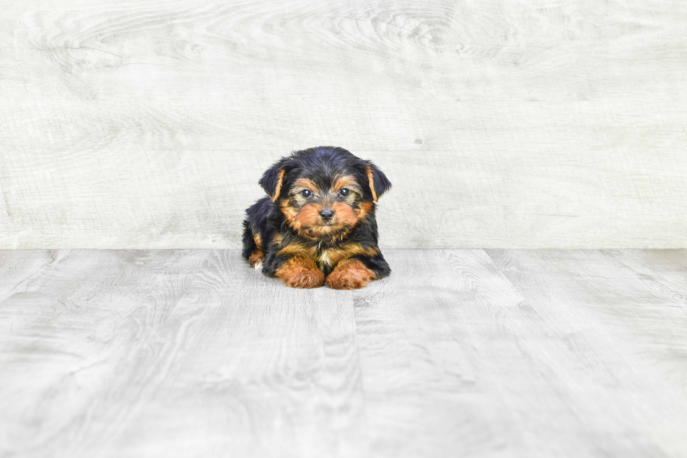 Meet Zoro - our Yorkshire Terrier Puppy Photo 