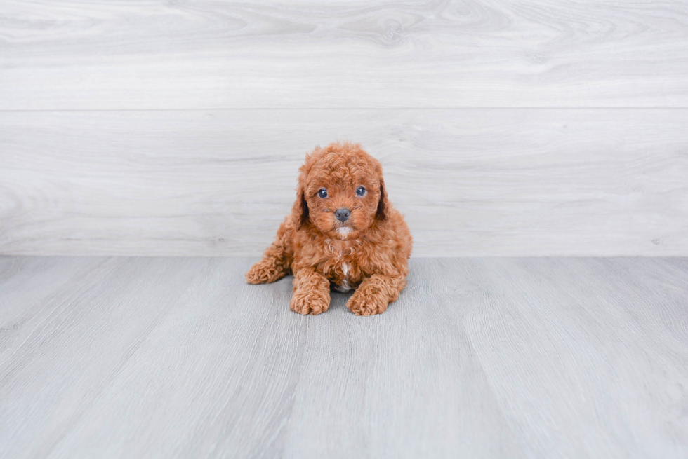 Funny Cavapoo Poodle Mix Pup