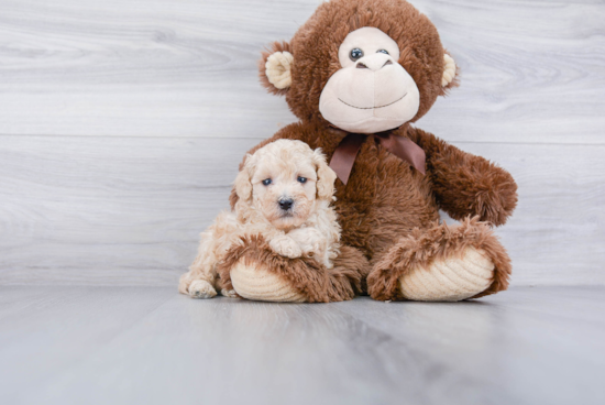 Happy Cavapoo Baby