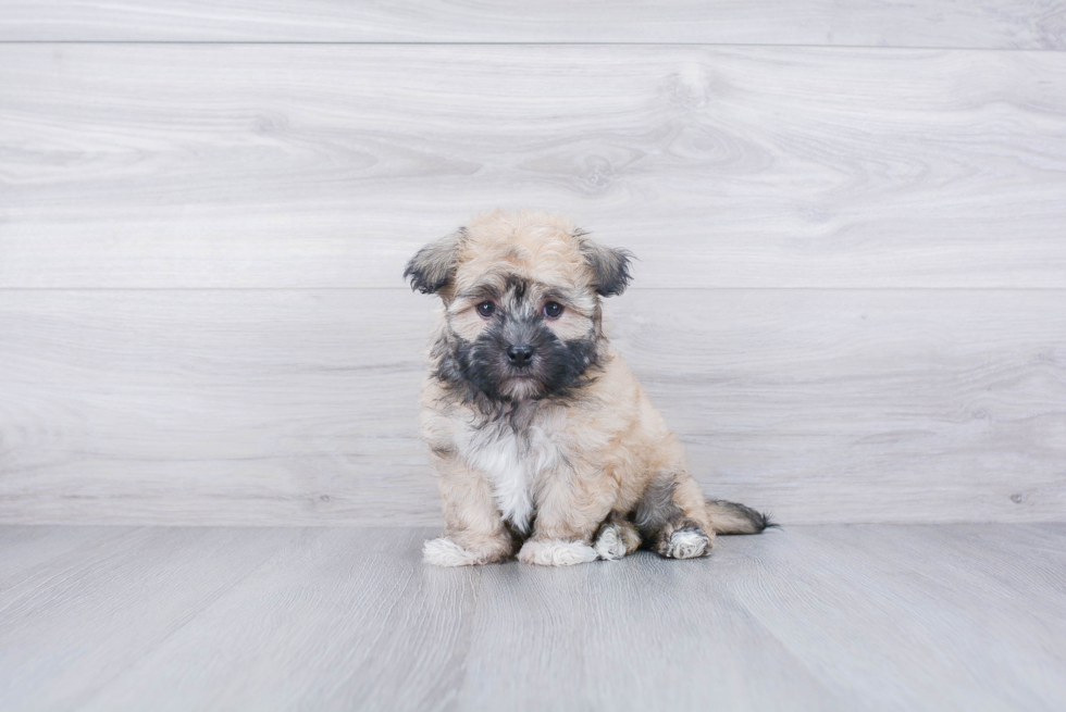 Energetic Havanese Purebred Puppy