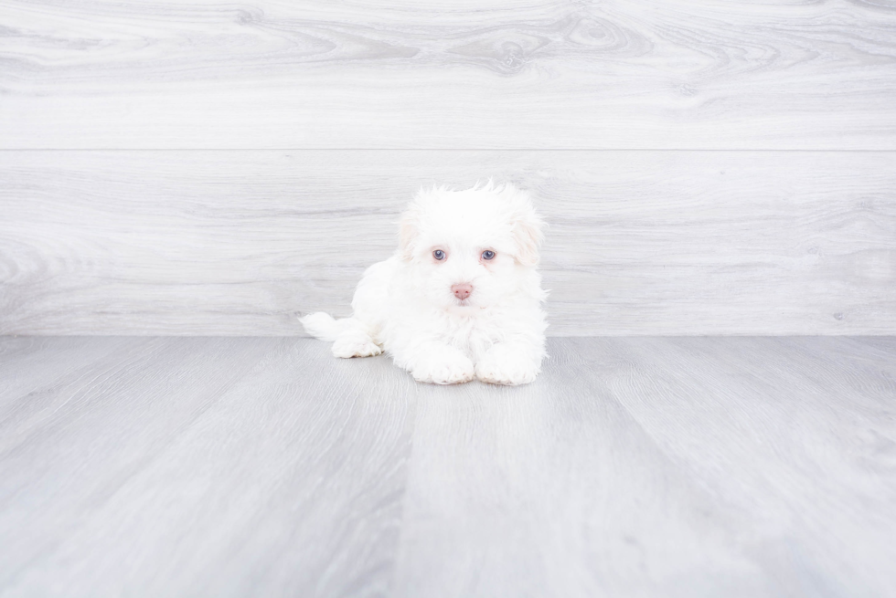 Small Havanese Purebred Pup