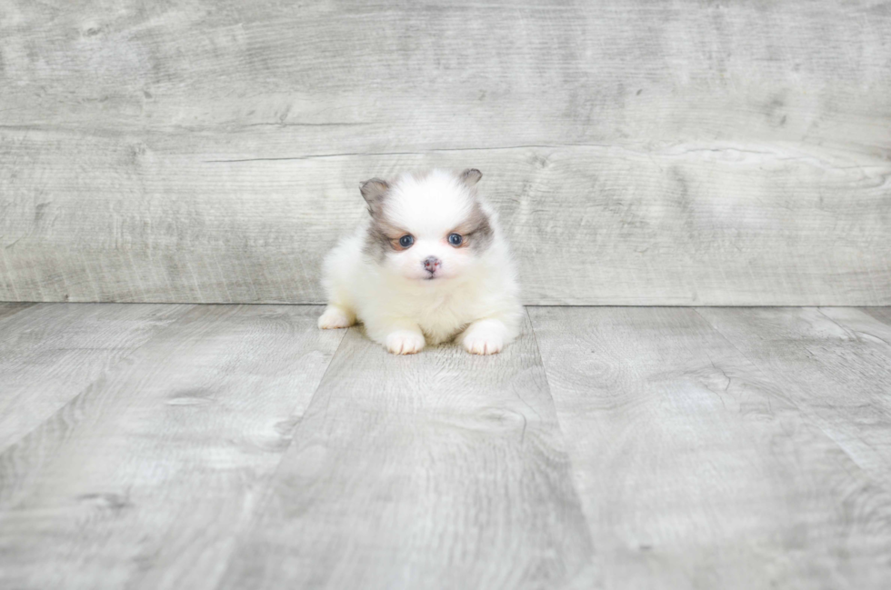 Pomeranian Puppy for Adoption