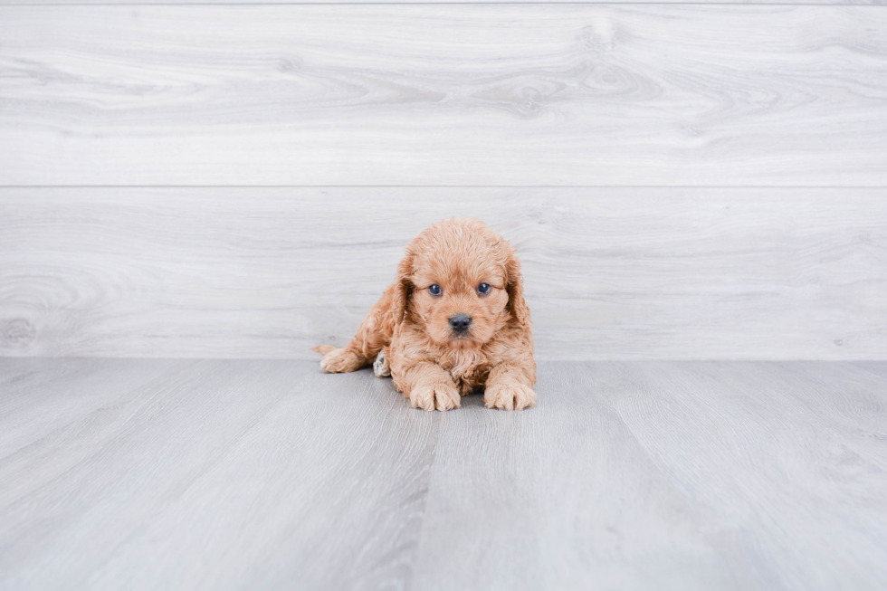 Friendly Cavapoo Baby