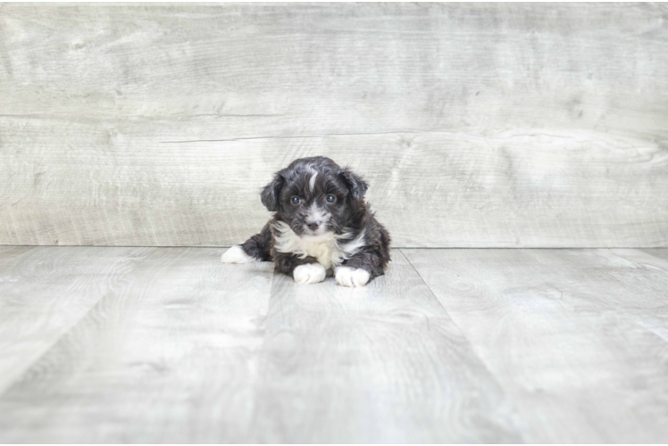 Happy Mini Aussiedoodle Baby