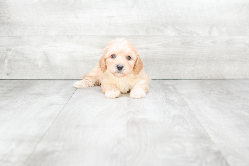 Friendly Cavapoo Baby