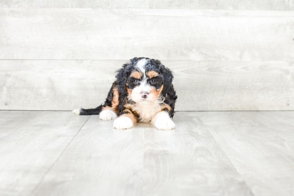 Mini Bernedoodle Pup Being Cute