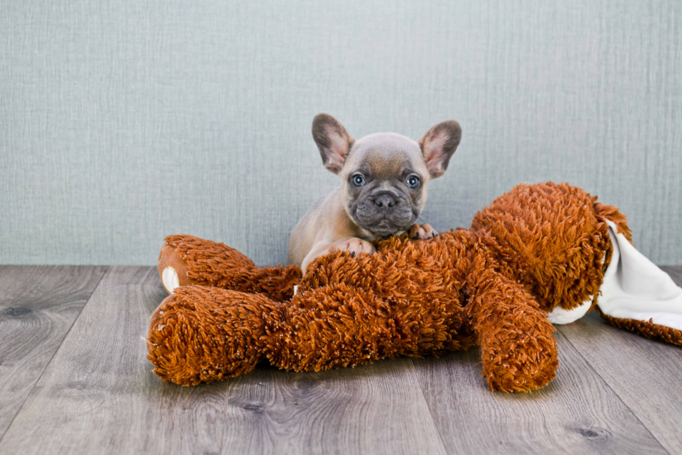 French Bulldog Puppy for Adoption