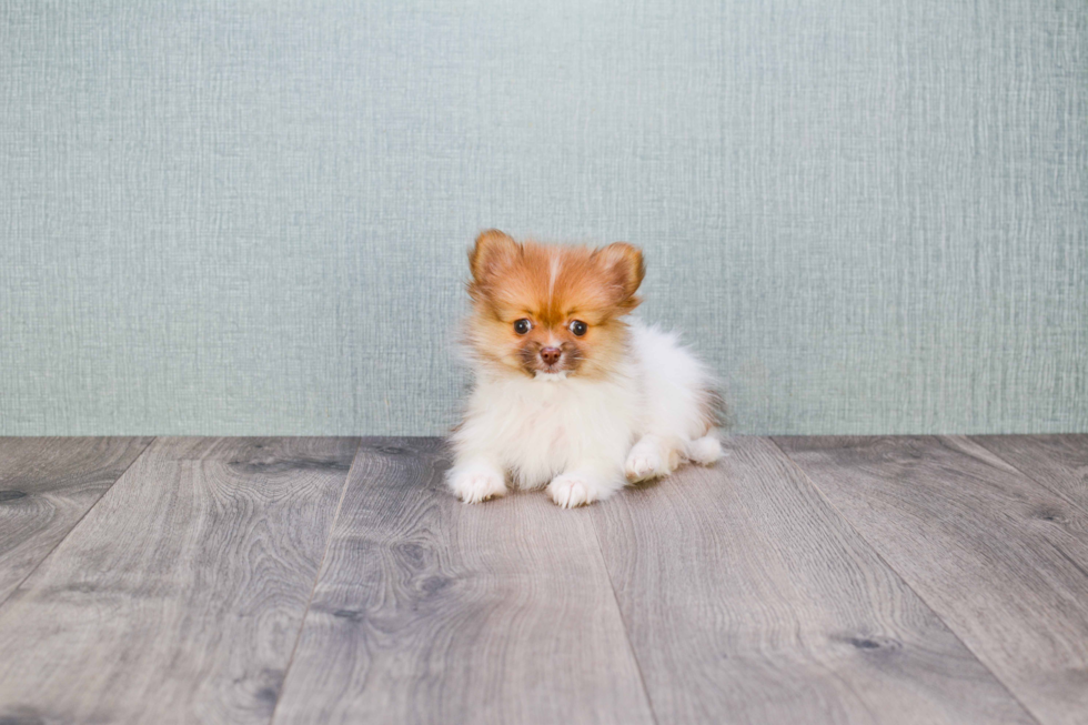 Small Pomeranian Baby