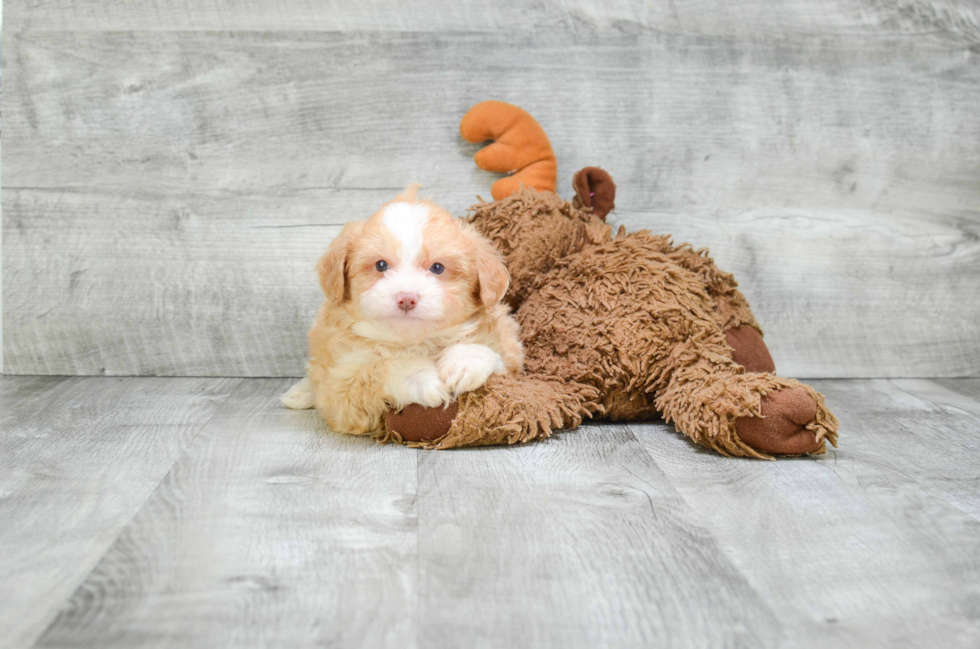 Adorable Aussiepoo Poodle Mix Puppy