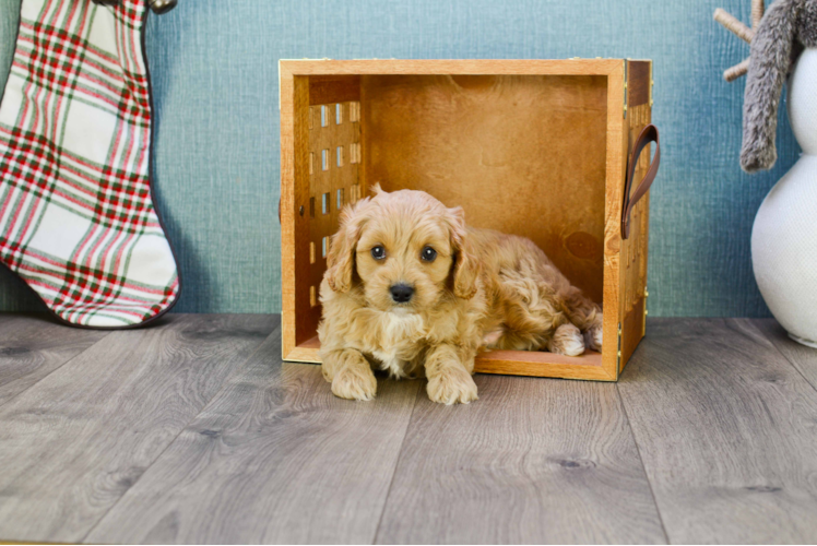 Cavapoo Puppy for Adoption