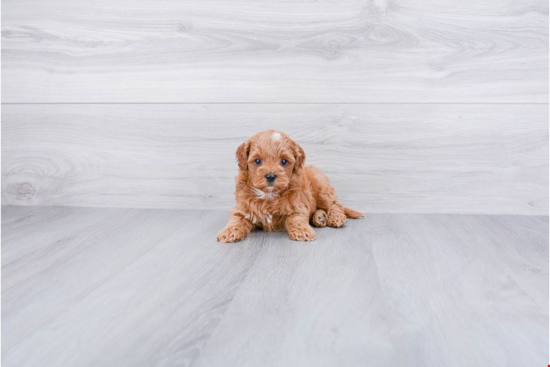 Fluffy Cavapoo Poodle Mix Pup