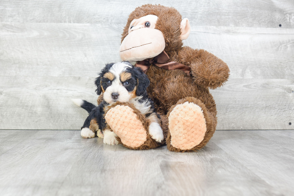 Popular Mini Bernedoodle Poodle Mix Pup