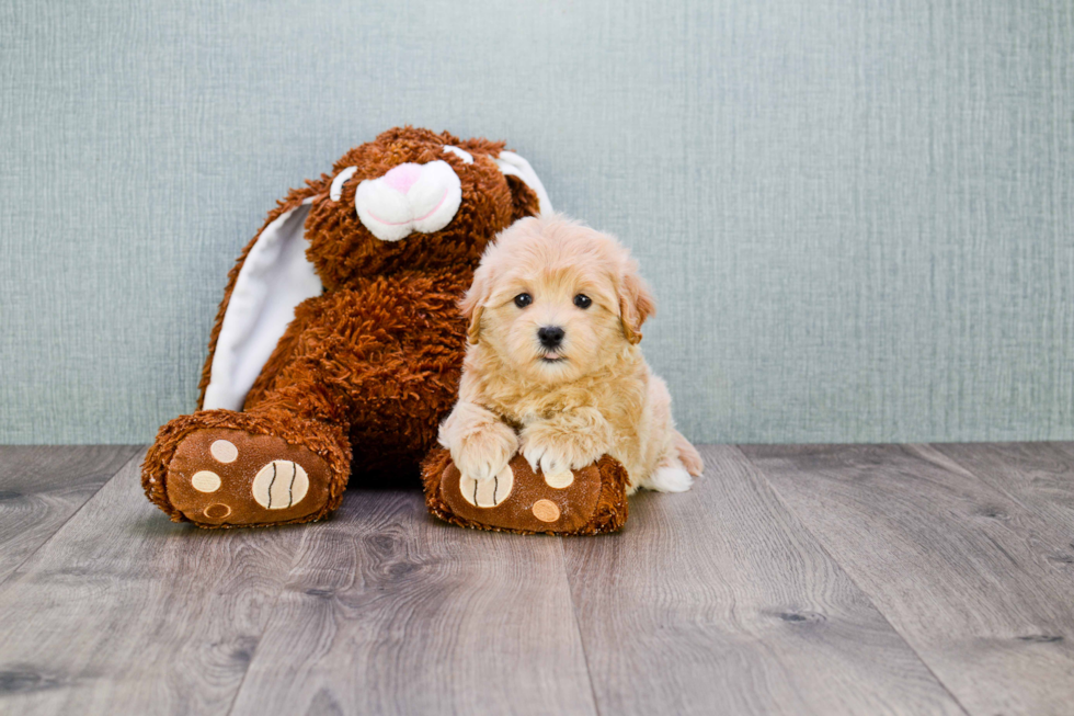 Maltipoo Pup Being Cute