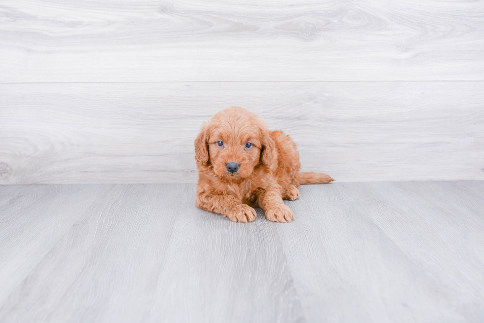 Best Mini Goldendoodle Baby