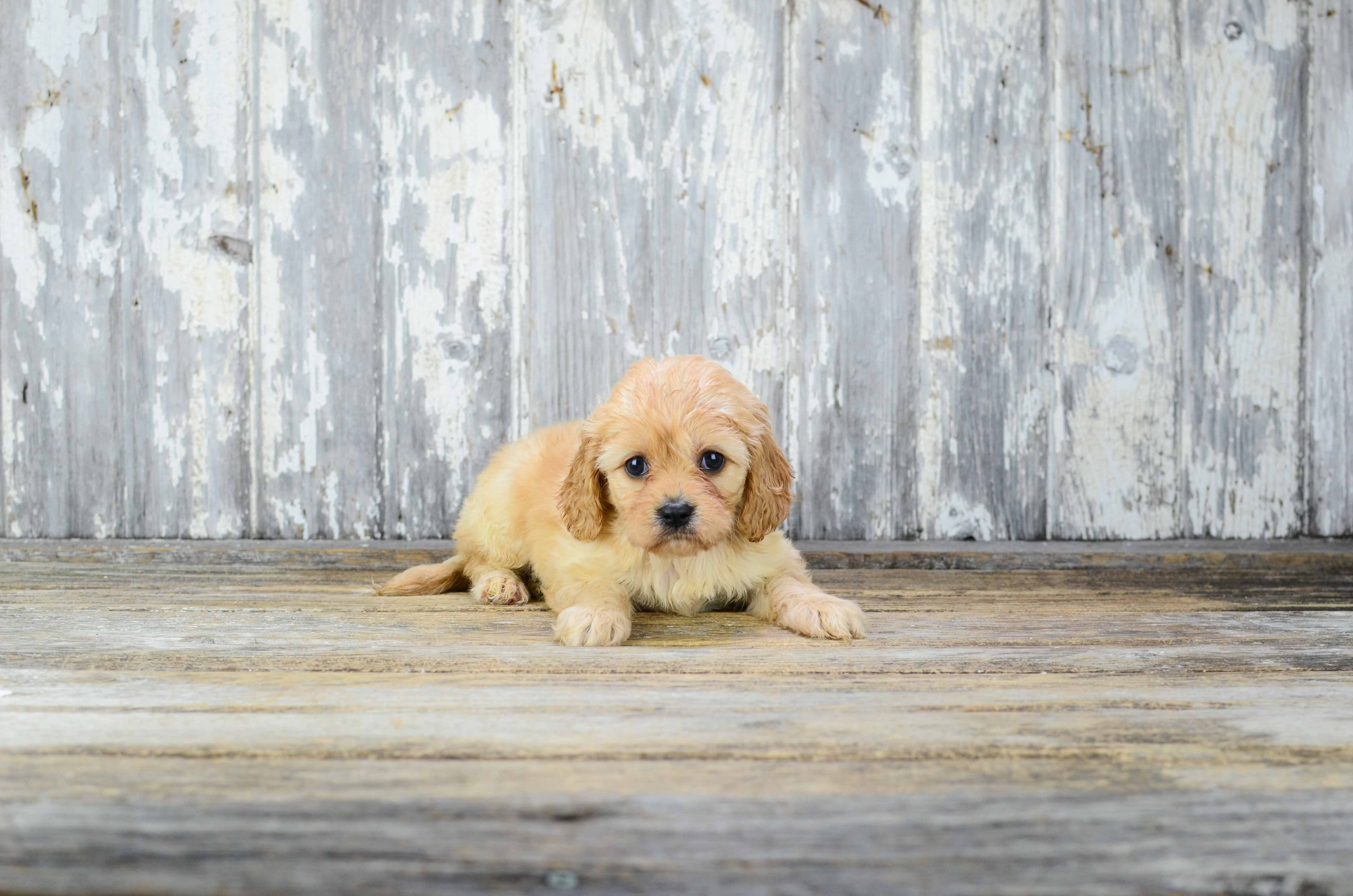 Cavachon Puppy for Adoption