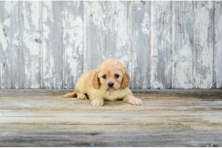 Cavachon Puppy for Adoption