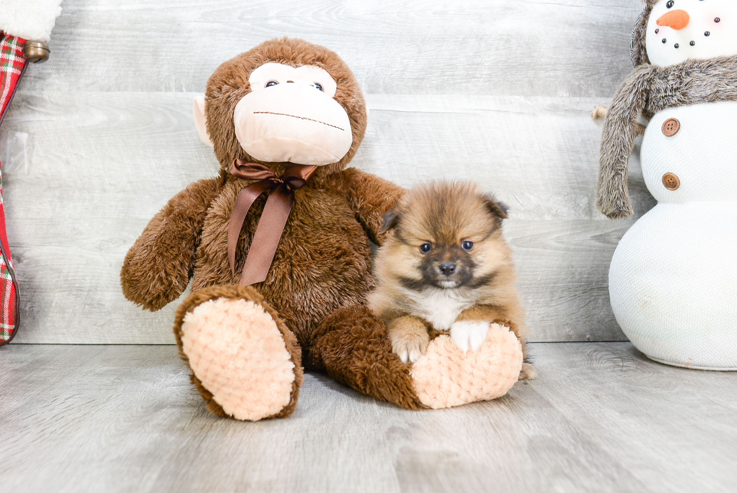 Best Pomeranian Baby