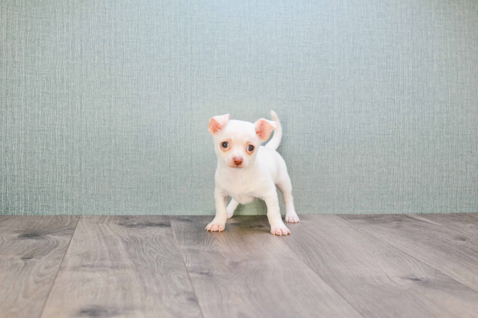 Chihuahua Puppy for Adoption