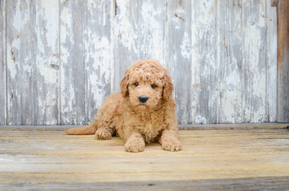 Mini Goldendoodle Pup Being Cute