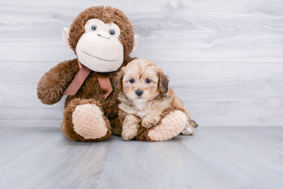 Best Mini Bernedoodle Baby