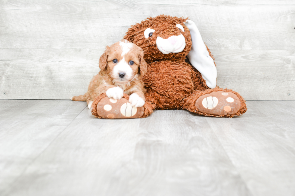 Cute Cavapoo Baby