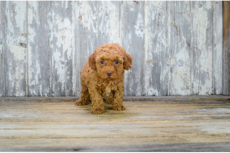 Cavapoo Puppy for Adoption