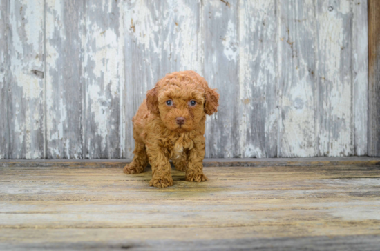 Cavapoo Puppy for Adoption