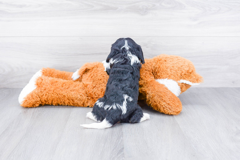 Friendly Cavalier King Charles Spaniel Baby