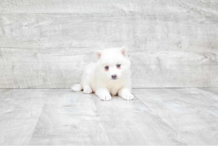 Pomsky Pup Being Cute