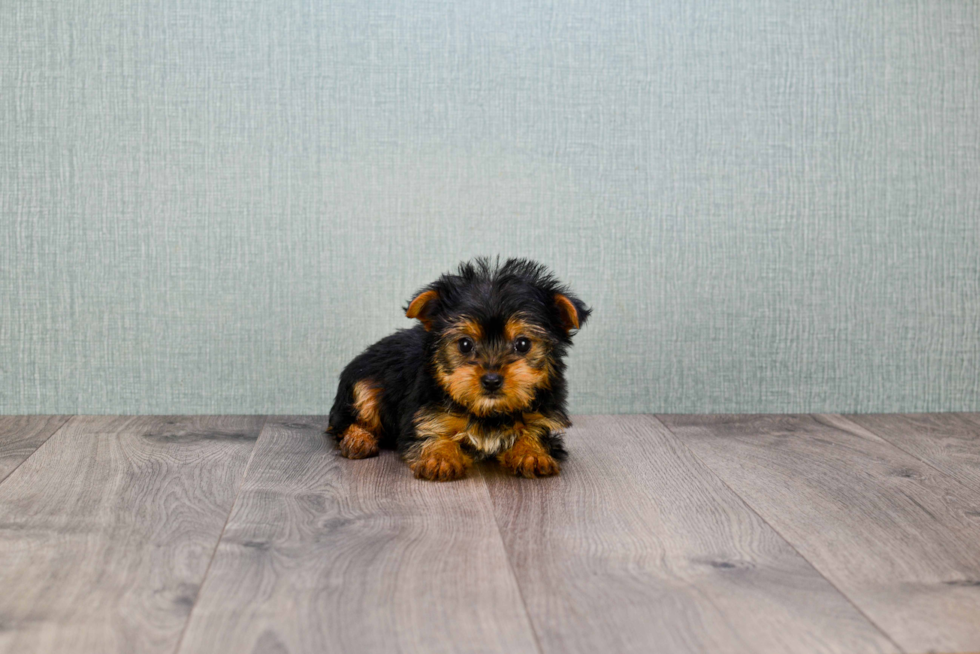 Meet Timmy - our Yorkshire Terrier Puppy Photo 