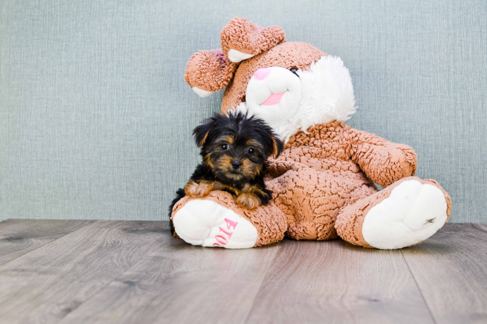 Meet Nugget - our Yorkshire Terrier Puppy Photo 