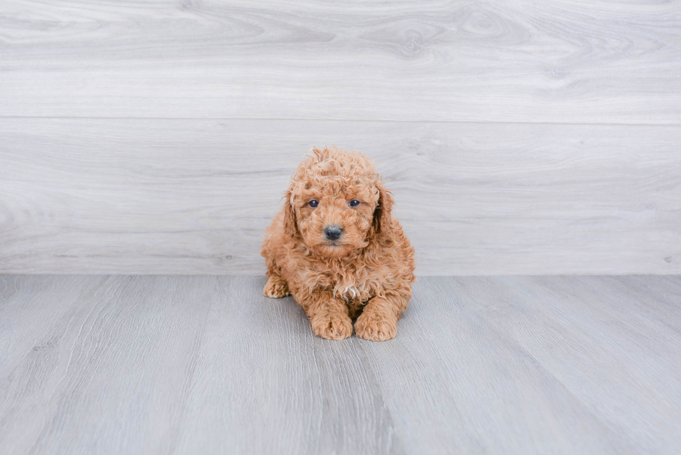 Best Mini Goldendoodle Baby