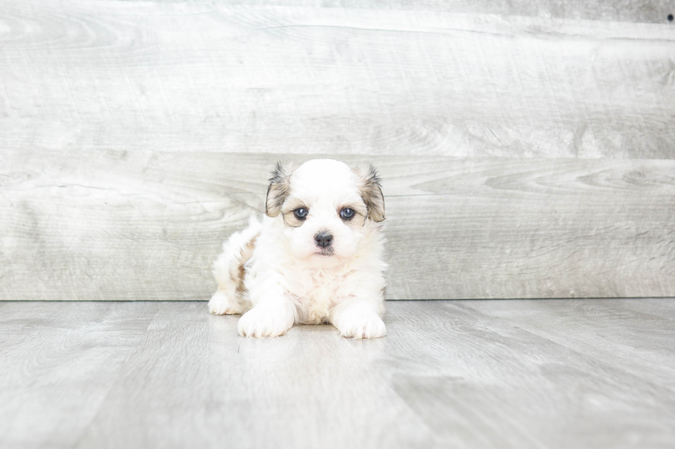 Adorable Shitzu Designer Puppy