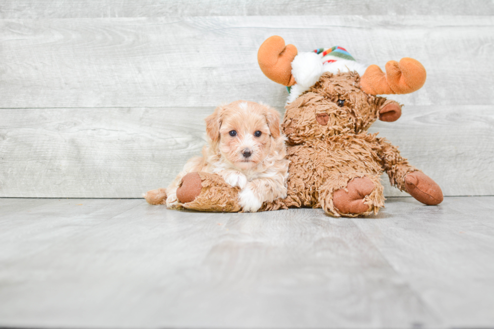 Best Maltipoo Baby