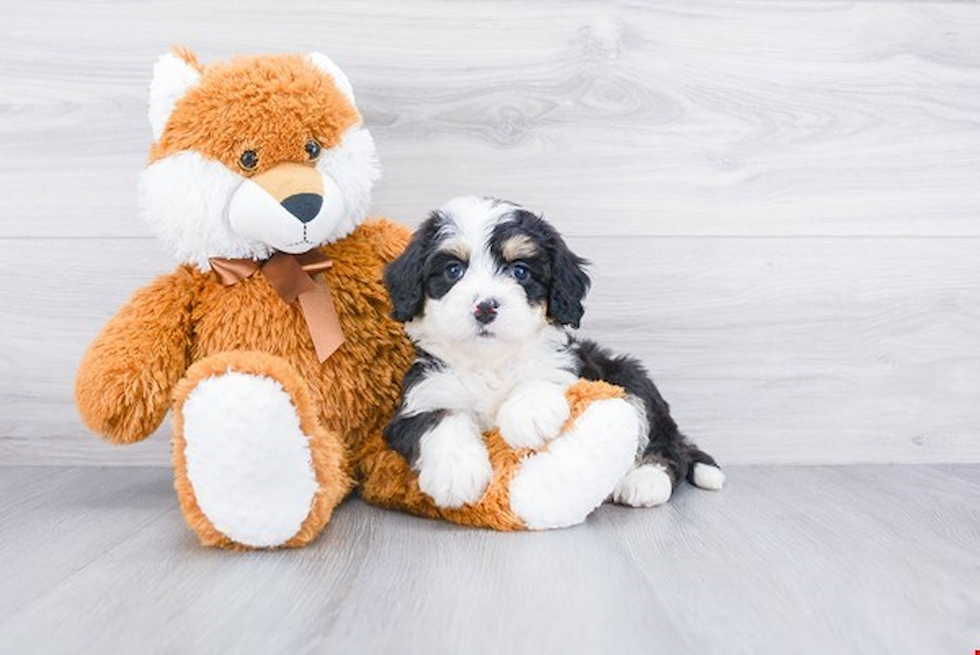 Playful Bernadoodle Poodle Mix Puppy